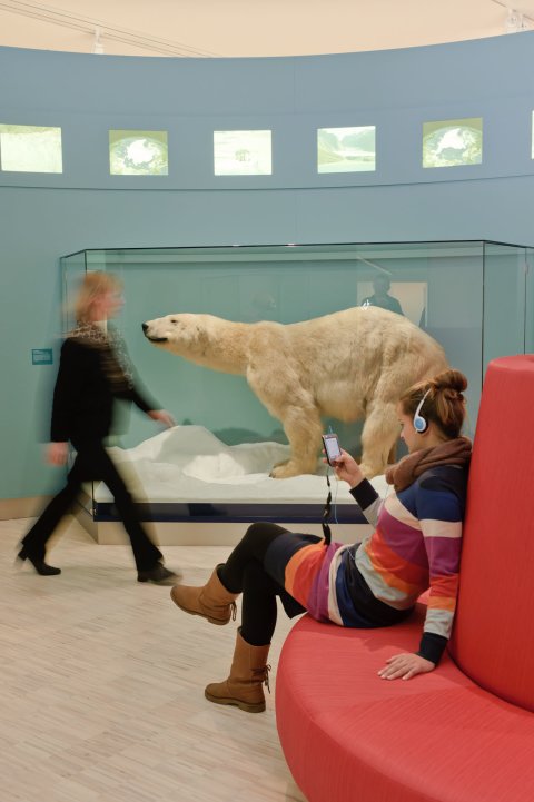 Besucherin vor einer Vitrine mit ausgestopften Eisbären Besucherin vor einer Vitrine mit ausgestopften Eisbären